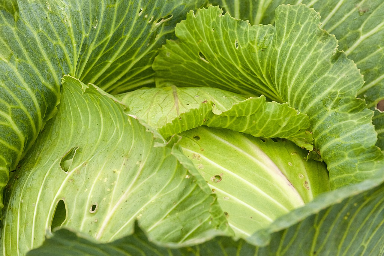 肥城白菜最新价格，市场走势分析，种植户策略探讨