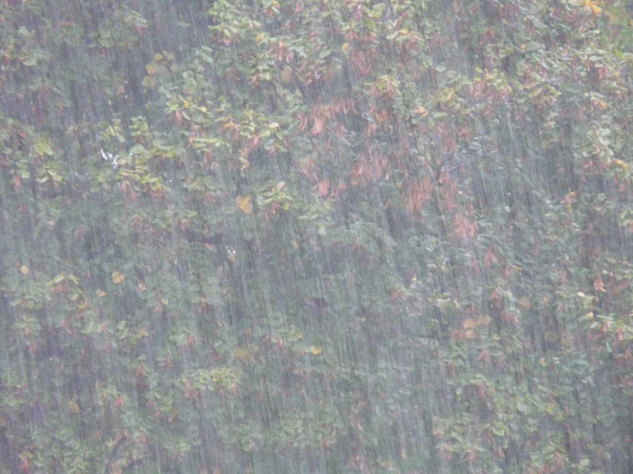 景德镇暴雨最新动态，城市应对自然灾害挑战的措施与策略